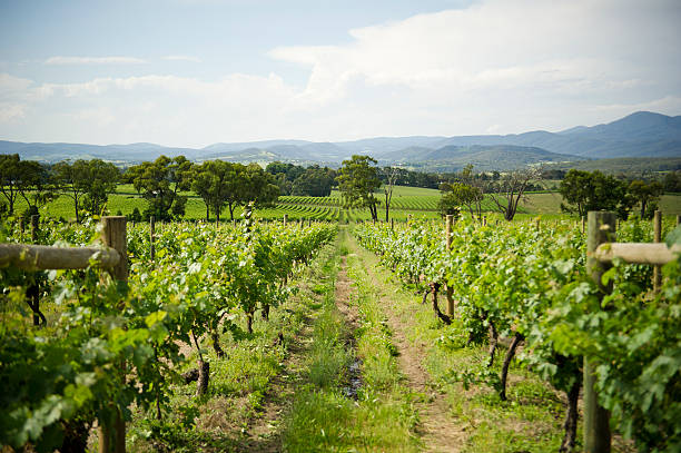 best yarra valley accommodation