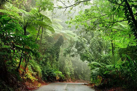 cairns rain forest