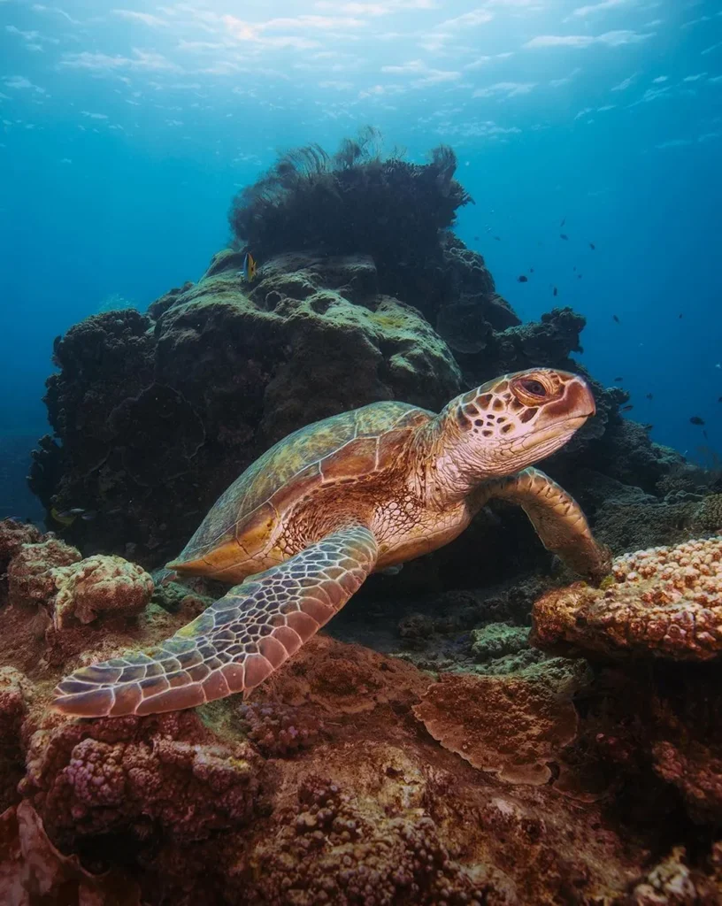 Where Can I See Turtles in Queensland