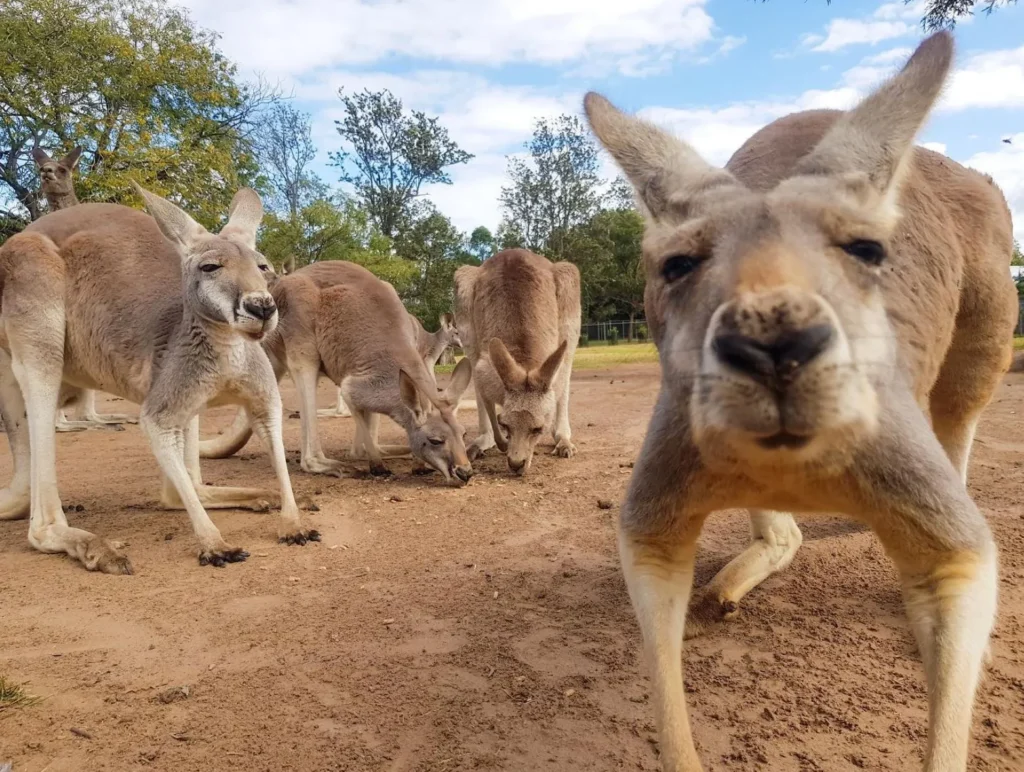 What Animals Are On The Larapinta Trail